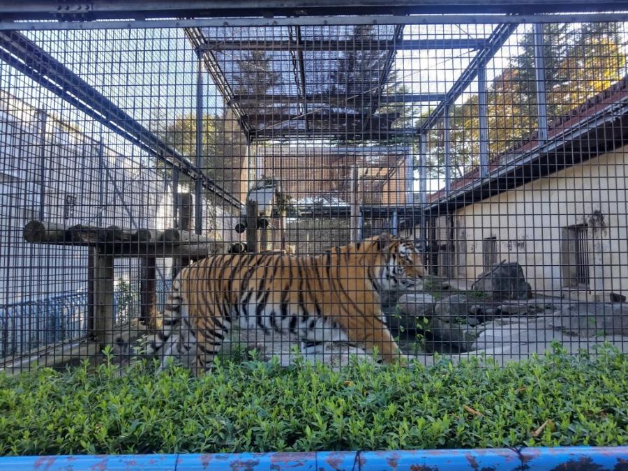 旧屋外パドック