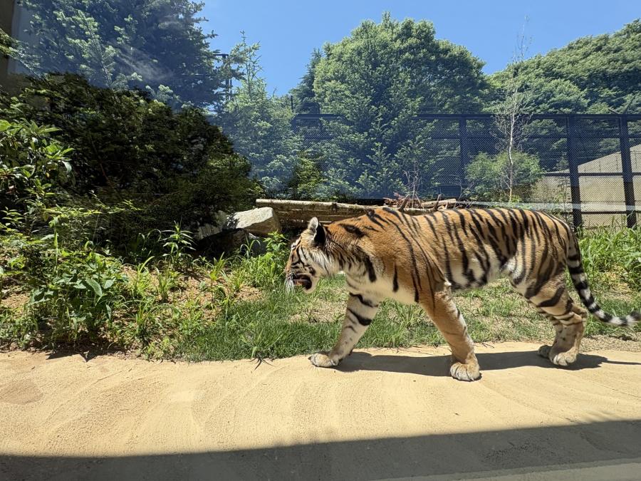屋外パドックアムールトラの散歩