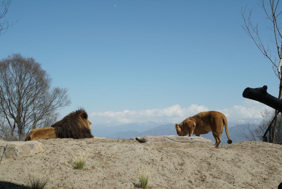 ライオン屋外2頭