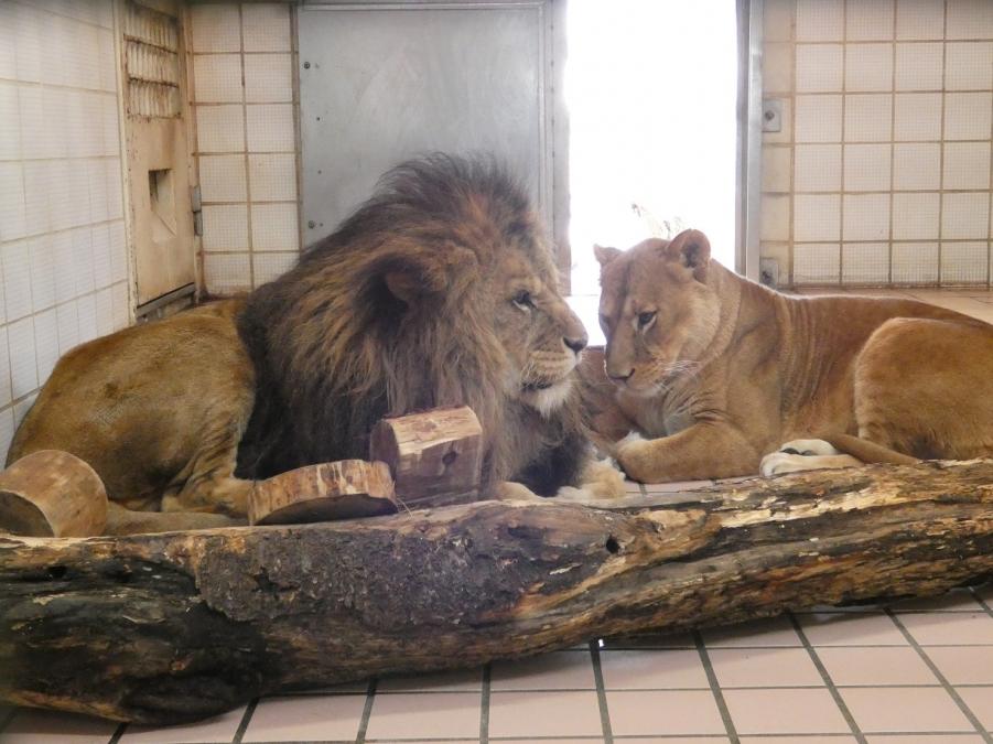 ライオン屋内パドック