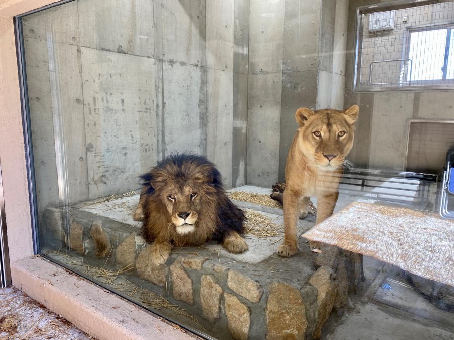 ライオン屋内パドック