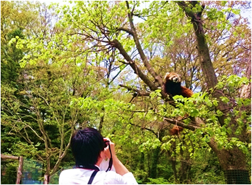 木の上でのびのび暮らすレッサーパンダ