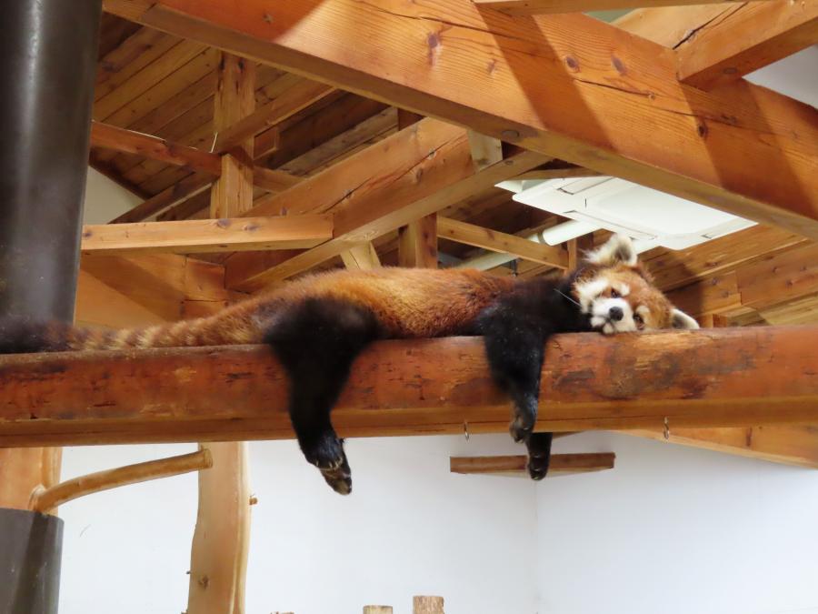 昼寝をするレッサーパンダアンコ