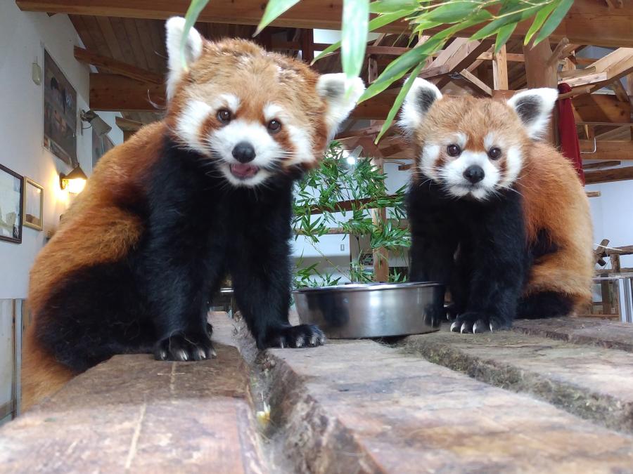 レッサーパンダミルクとヒビキ
