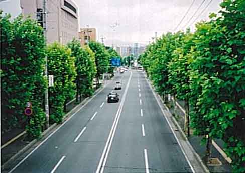 東通りの写真