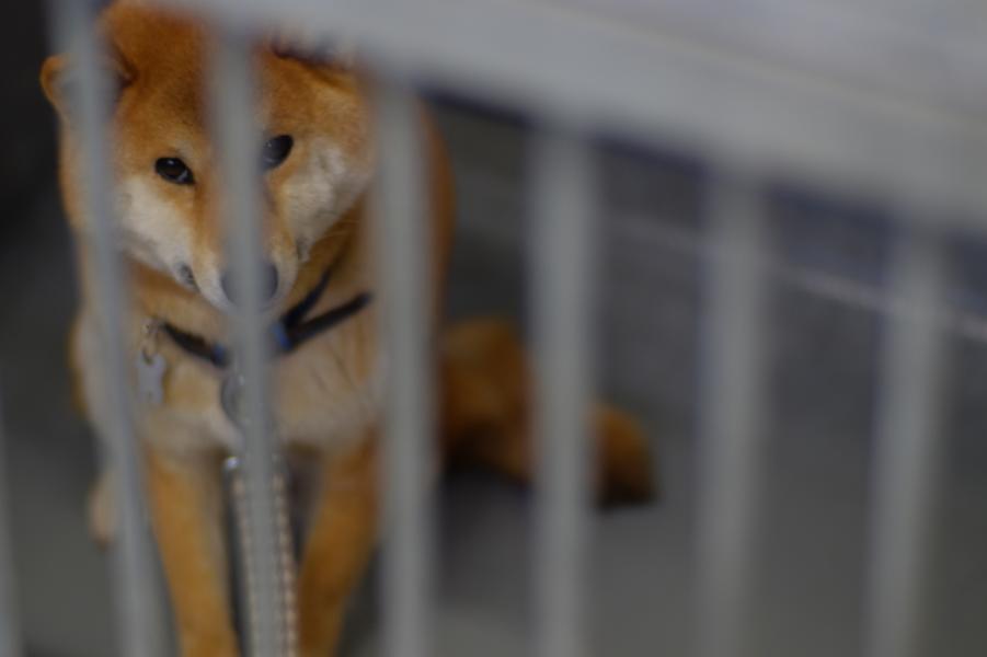 動物たちの命を守るイメージ画像