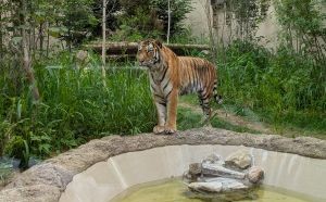 茶臼山動物園トラ舎