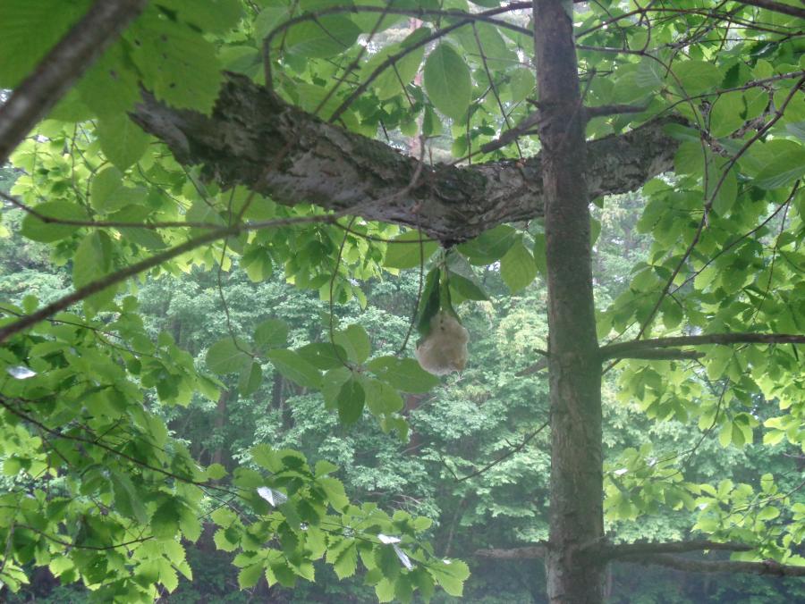 モリアオガエル卵