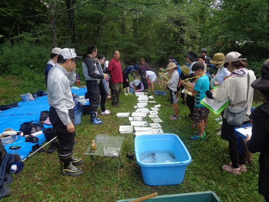 水生生物観察の様子