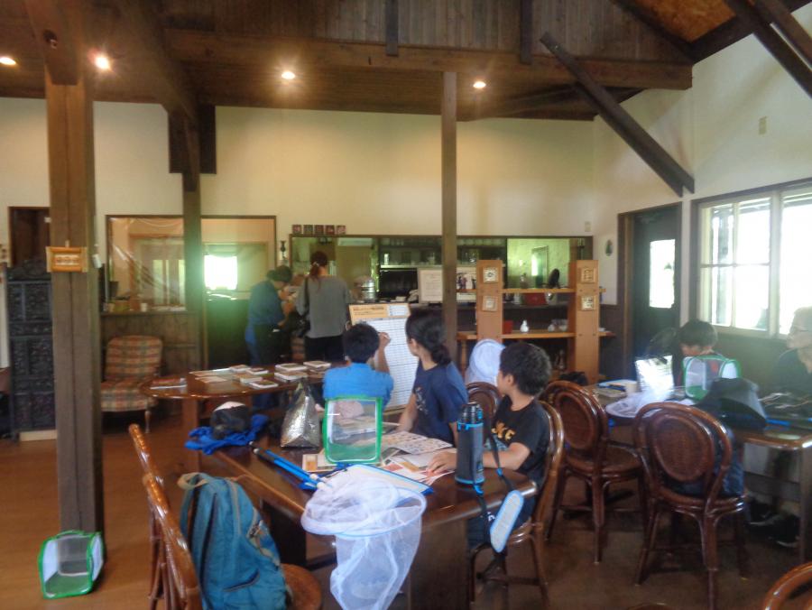 蝶の観察の様子