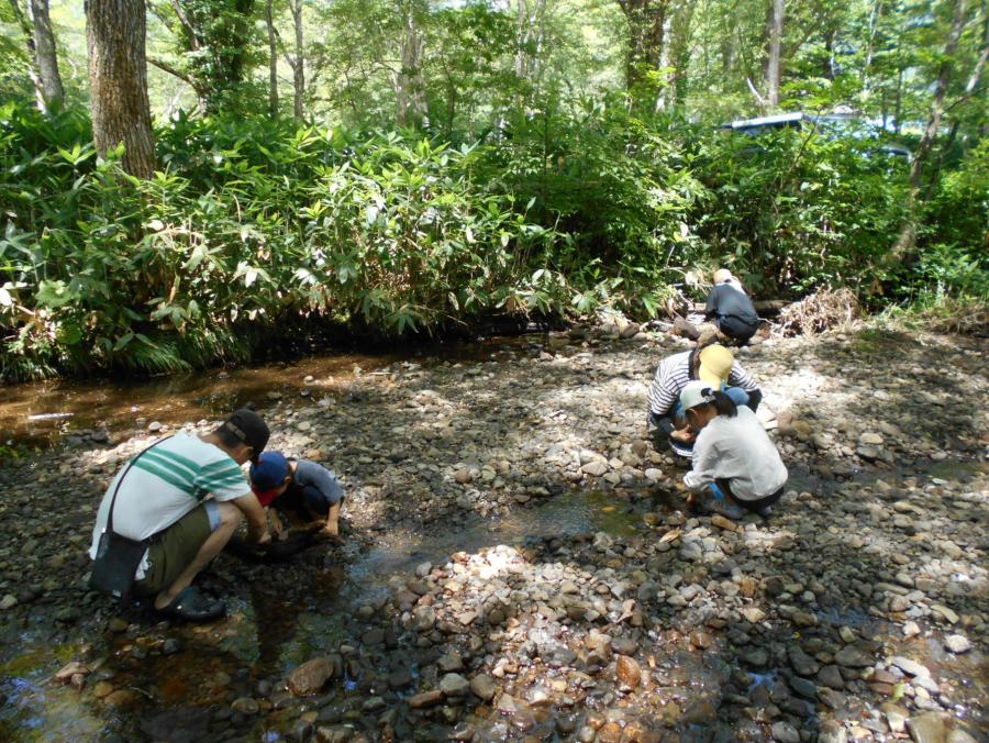 水生生物採取の様子
