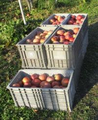 収穫したりんご